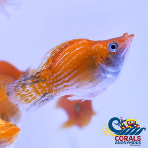 Saltwater Gold Balloon Belly Molly Fish