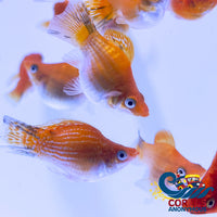 Saltwater Gold Balloon Belly Molly Fish