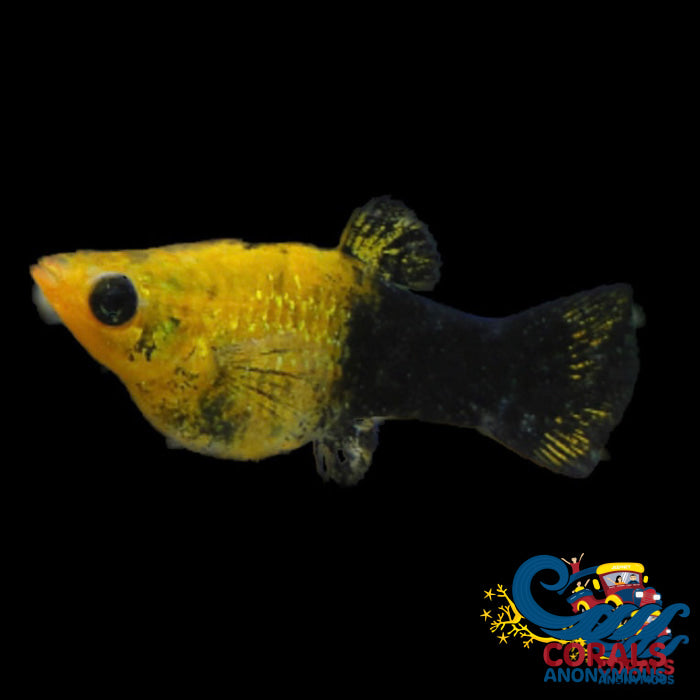 Saltwater Gold Dust Molly Fish