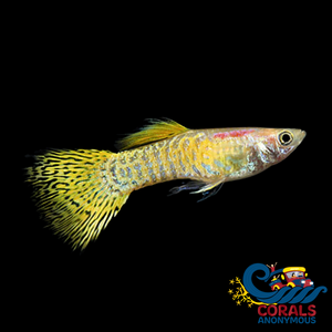 Saltwater Gold Lace Guppy Fish