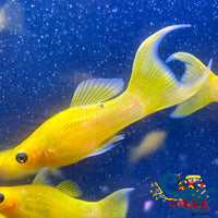 Saltwater Gold Lyretail Molly Fish
