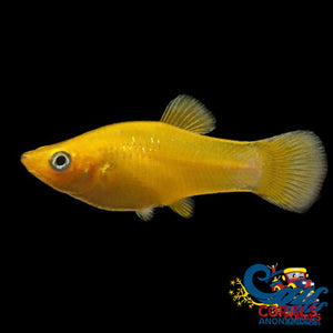 Saltwater Gold Molly Fish