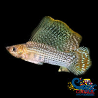 Saltwater Green Sailfin Molly Fish
