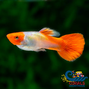 Saltwater Orange Koi Guppy Fish