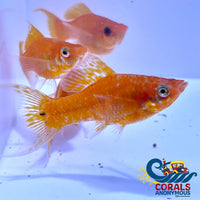 Saltwater Red Gold Lyretail Molly
