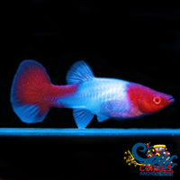 Saltwater Red Koi Guppy Fish
