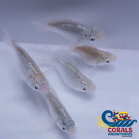 Saltwater Silver Balloon Belly Molly Fish
