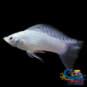 Saltwater Silver Lyretail Molly Fish