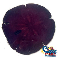 Sand Dollar (Large 4-6) Urchin
