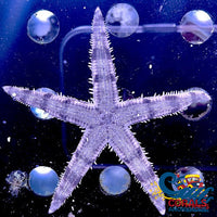 Sand Starfish Starfish

