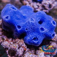 James-Done Sapphire Blue Sponge Colony (2-3) Sponge