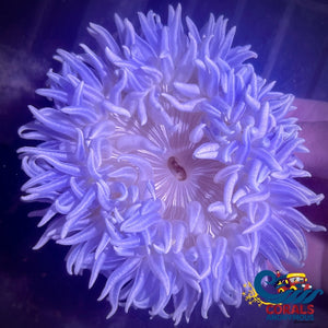 Sapphire Peppermint Long Tentacle Anemone (3-6) Longtentacleanemone