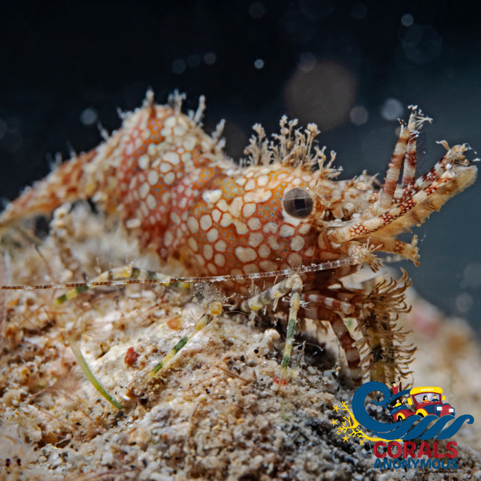Saron Shrimp (Saron Marmoratus) Shrimp