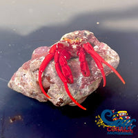 Scarlet Hermit Crab Crab