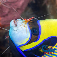 Indo Scarlet Skunk Cleaner Shrimp (1.5-2) (S15) Shrimp
