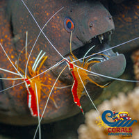 Indo Scarlet Skunk Cleaner Shrimp (1.5-2) (S15) Shrimp