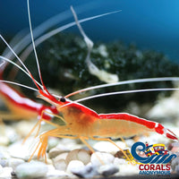 Scarlet Skunk Cleaner Shrimp Shrimp