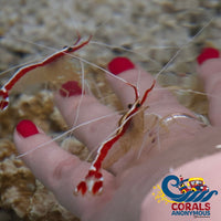 Indo Scarlet Skunk Cleaner Shrimp (1.5-2) (S15) Shrimp