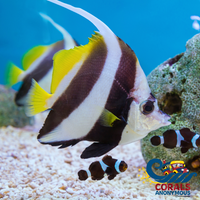 Schooling Bannerfish Fish
