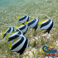 Schooling Bannerfish Fish
