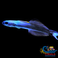 Scissortail Goby Fish
