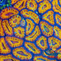 Scorching Sun Rainbow Acans (2-3 Polyps) (Ua 7) Acans