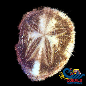 Sea Mouse Sand Dollar (1.5 - 2’) Urchin