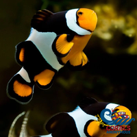 Semi Onyx Percula Clownfish (Aquacultured)