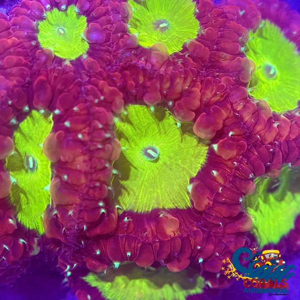 Shamrock Red Lime Blastomussa (1 Polyp) Blasto