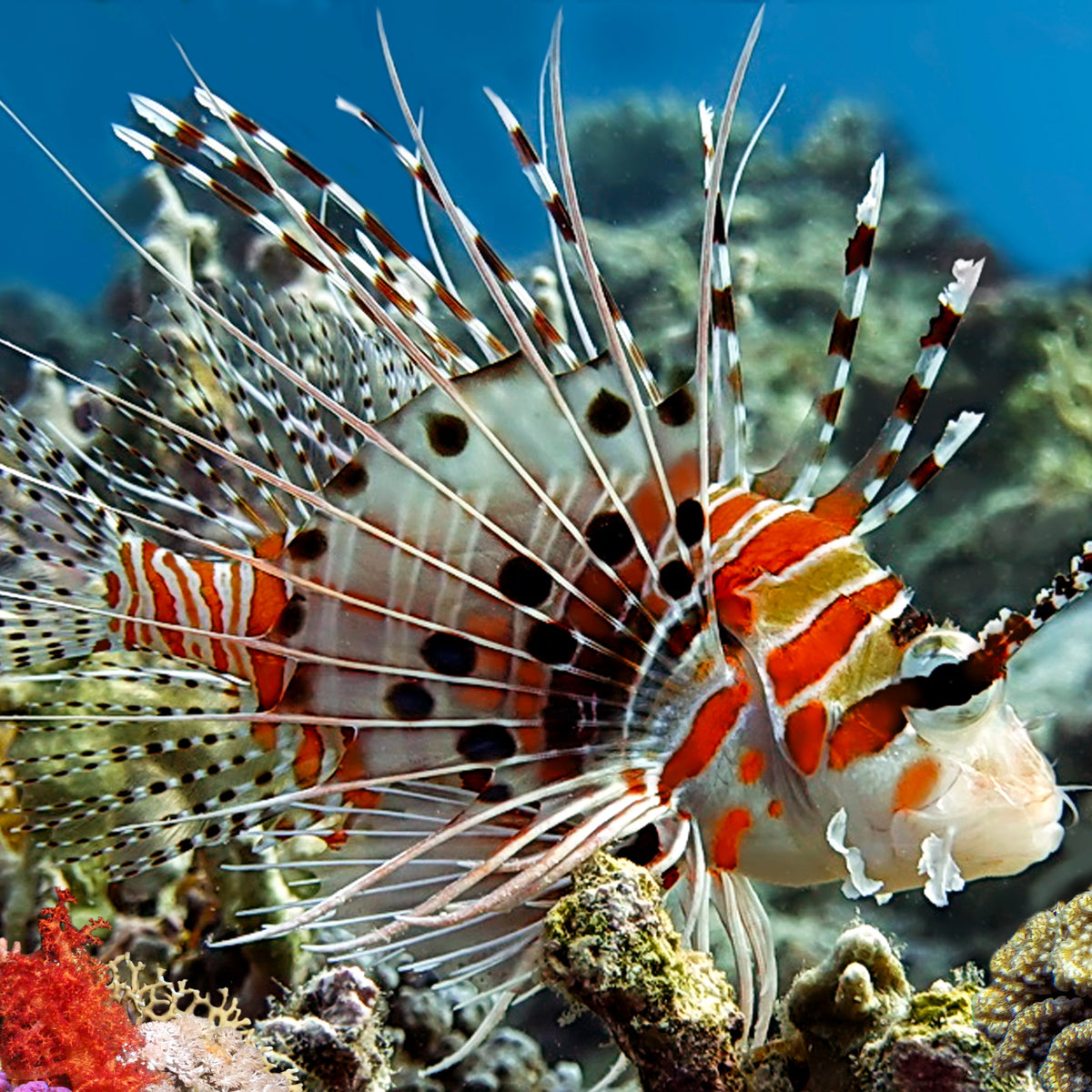 Antennata Lionfish (Venomous) - Corals Anonymous