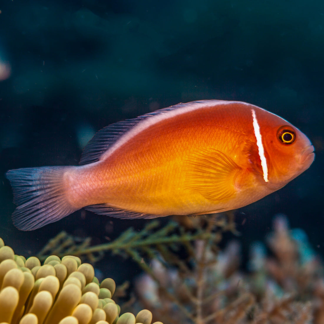 Pink Skunk Clownfish (Amphiprion Perideraion) - Corals Anonymous