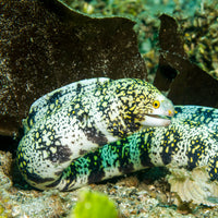 Snowflake Moray Eel (5-6”) - Corals Anonymous

