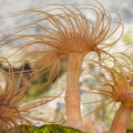 Aiptasia (Berghia Nudibranch Breeding) - Corals Anonymous