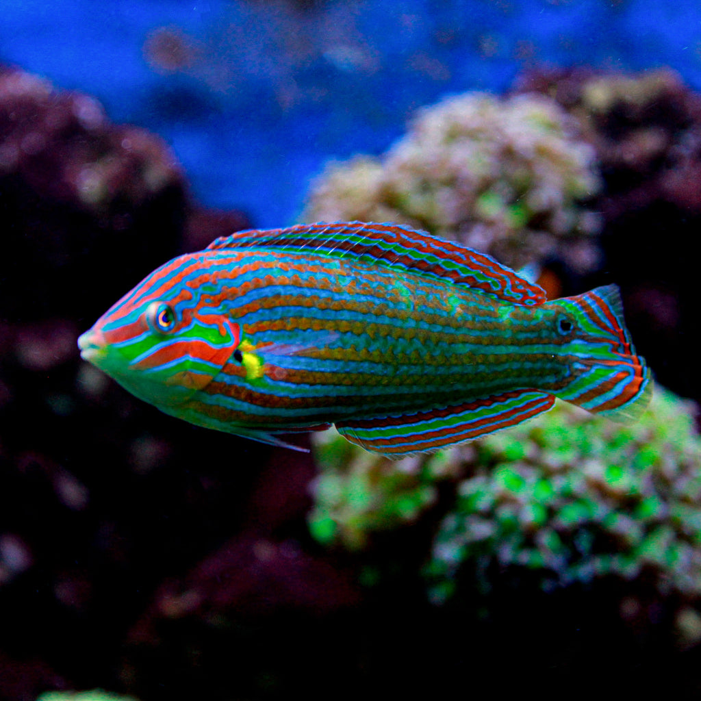 Melanurus Wrasse - Corals Anonymous