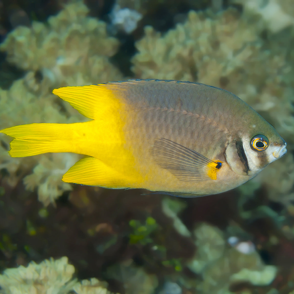 Blackmouth Bicolor Chromis - Corals Anonymous