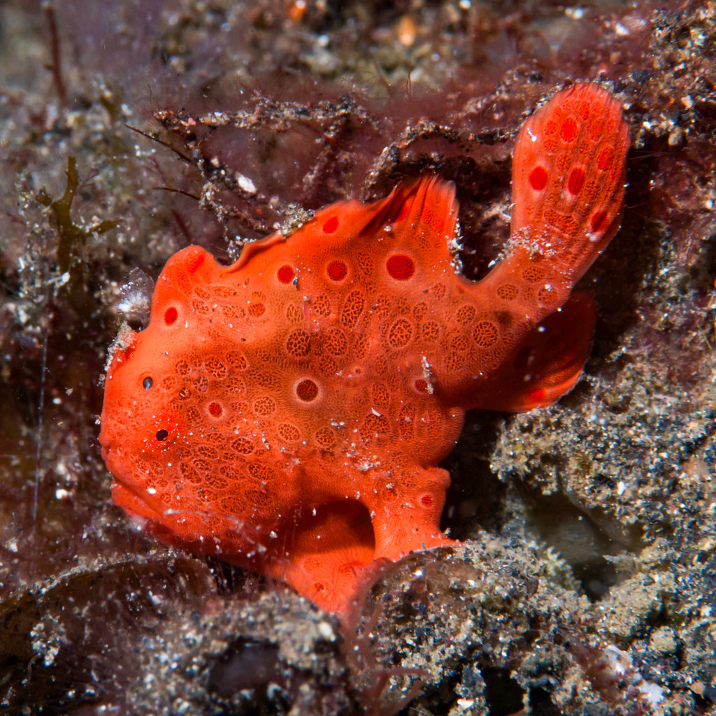 Frogfish - Corals Anonymous