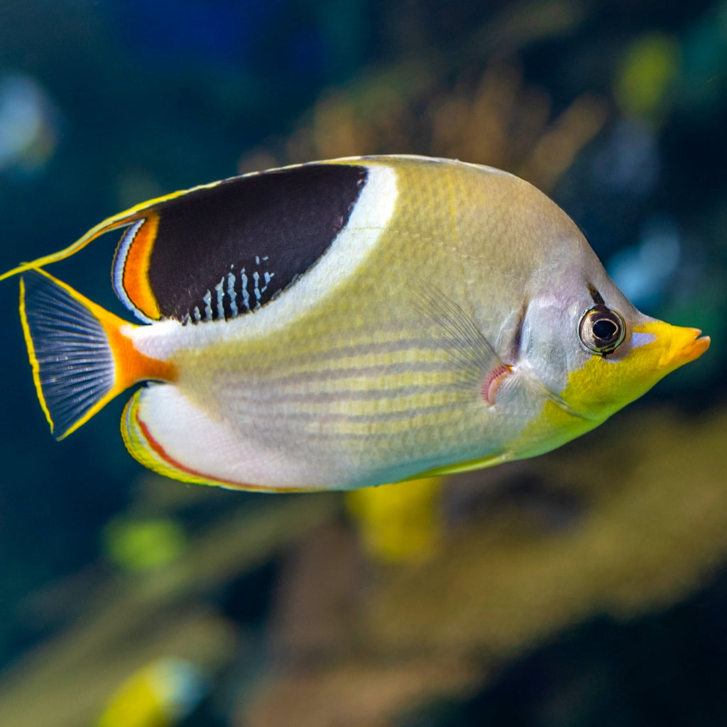Saddleback Butterflyfish - Corals Anonymous