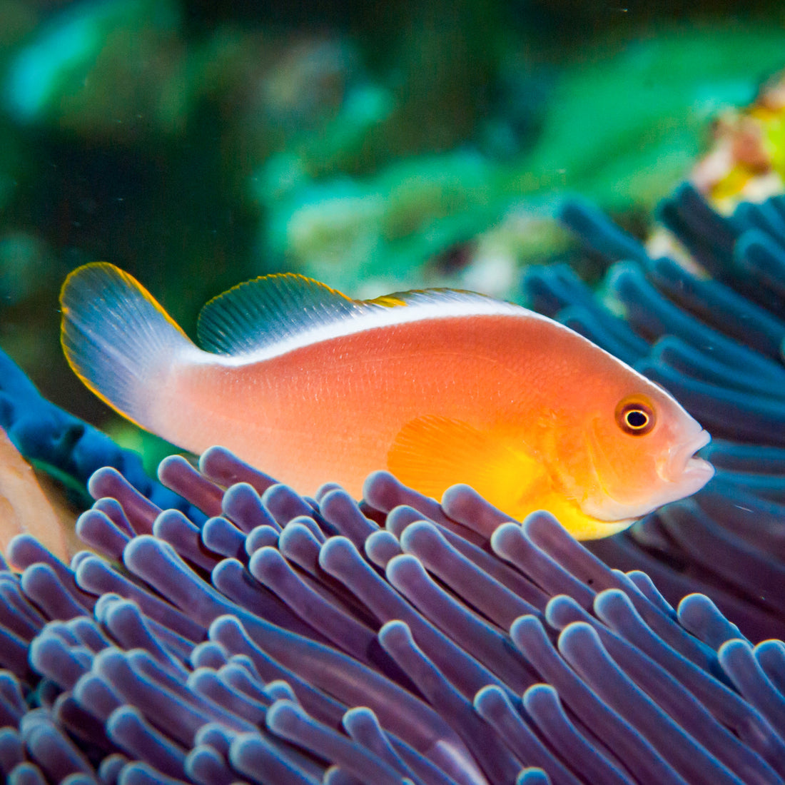 Orange Skunk Clownfish - Corals Anonymous