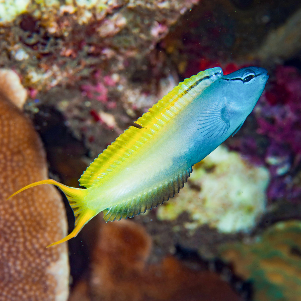 Forktail Blenny (Meiacanthus atrodorsalis) - Corals Anonymous
