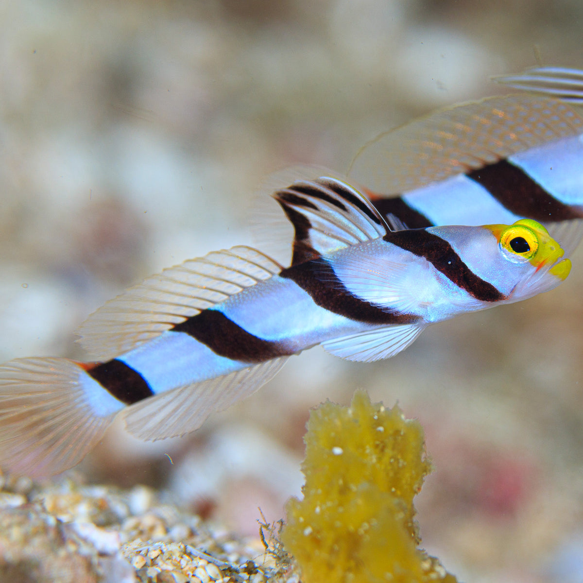 Yellow Nose Prawn Goby - Corals Anonymous