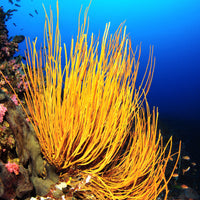 Yellow Sea Whip Gorgonian - Corals Anonymous