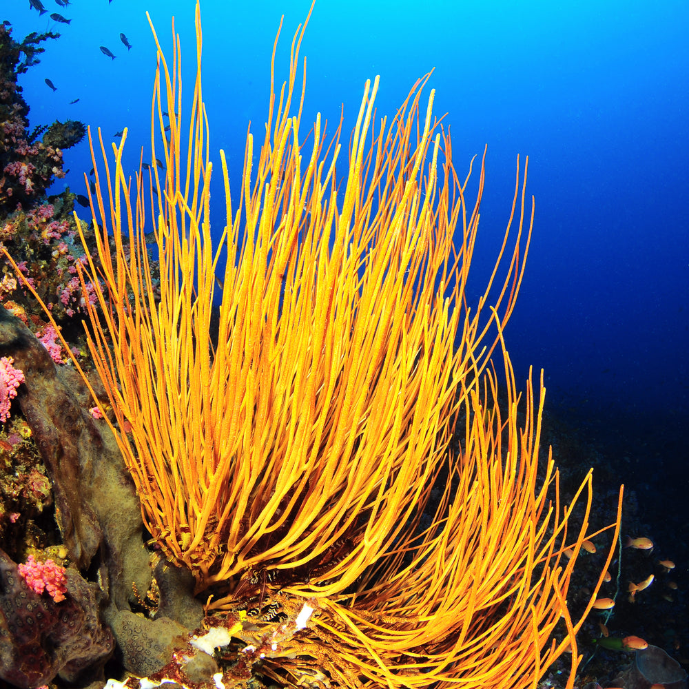 Yellow Sea Whip Gorgonian - Corals Anonymous