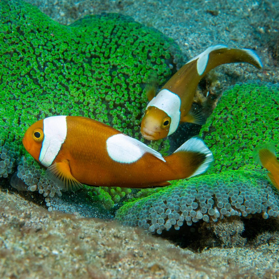 Saddleback Clownfish (Amphiprion polymnus) - Corals Anonymous