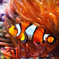 Ocellaris Clownfish
