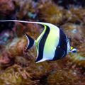 Moorish Idol (3-4