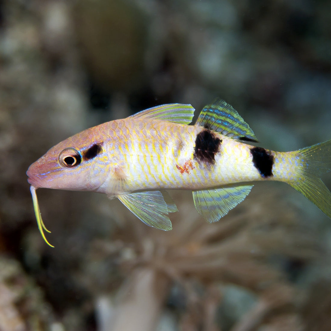 Manybar Goatfish - Corals Anonymous