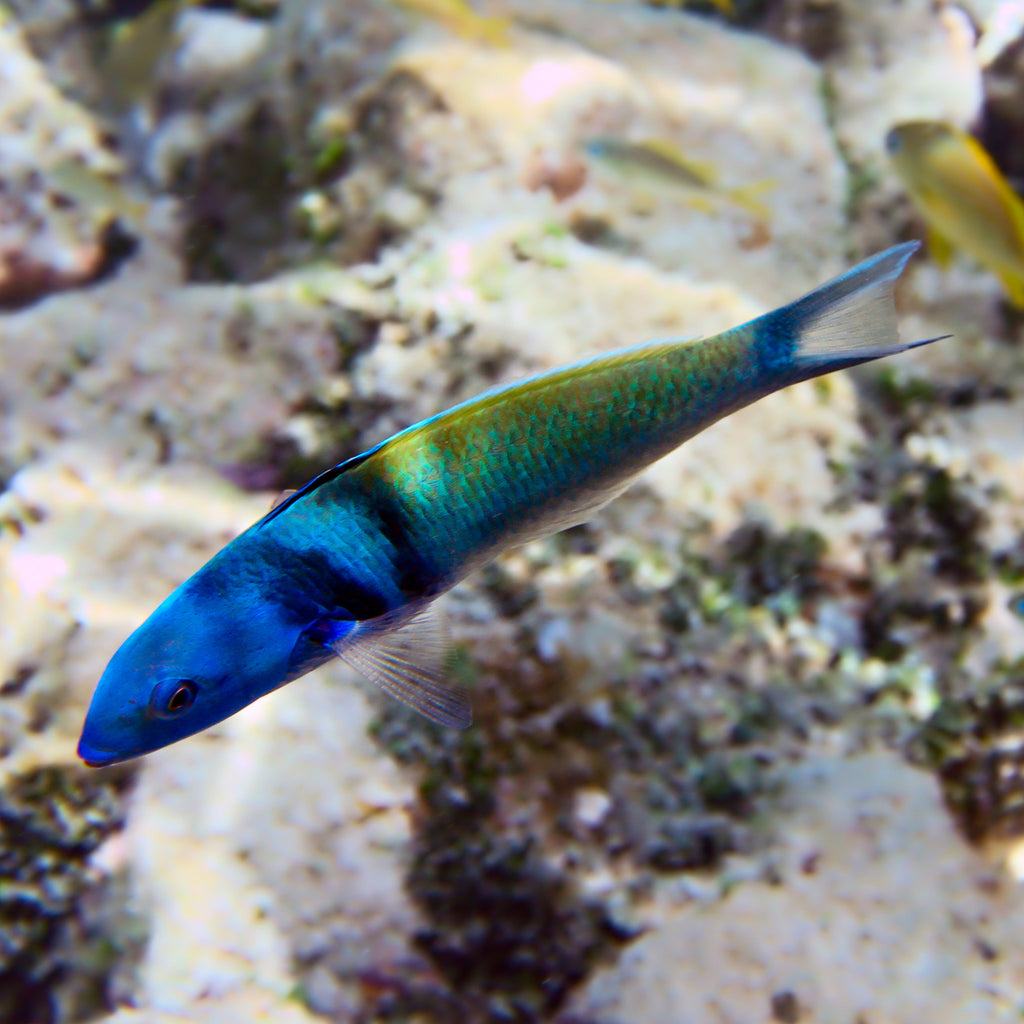 Bluehead Wrasse - Corals Anonymous