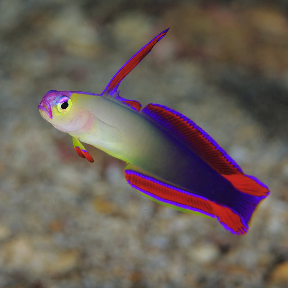 Elegant Goby (Nemateleotris Decora)