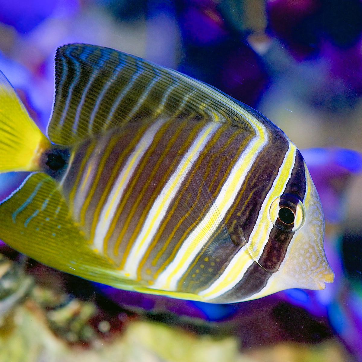 Pacific Sailfin Tang (Zebrasoma veliferum) - Corals Anonymous