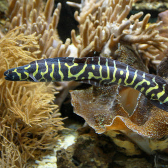 Engineer Goby - Corals Anonymous